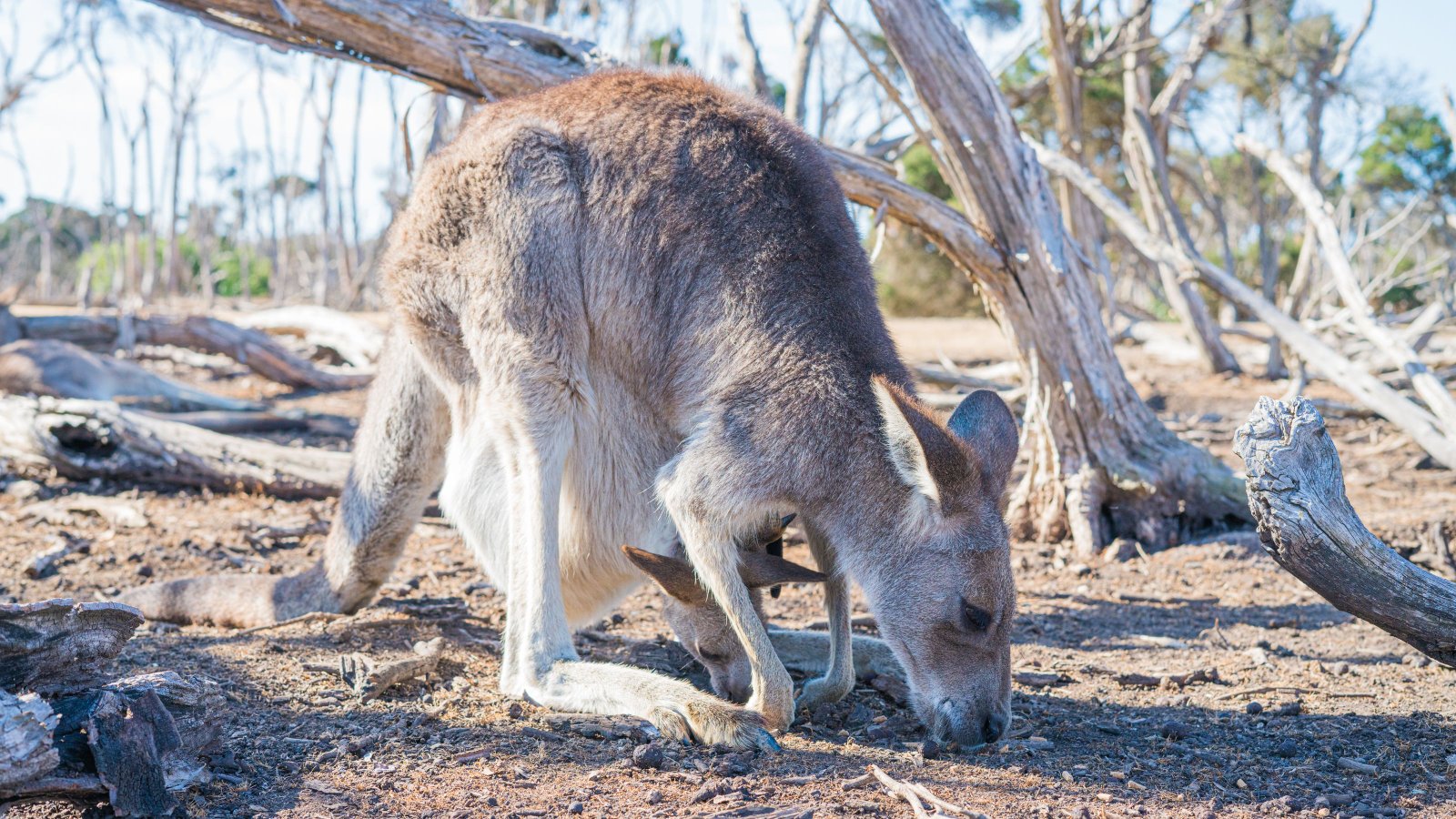 A wild kangaroo foraging in the Australian outback among dried trees and native brush
