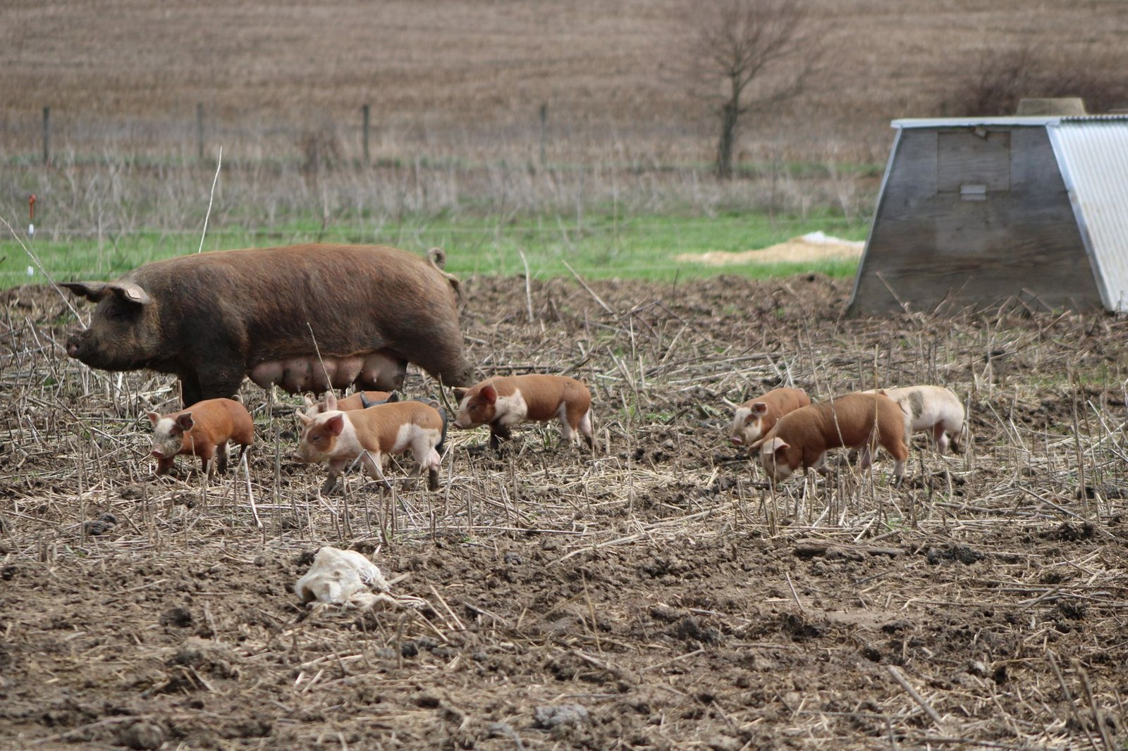 A sow and her piglets roaming freely outdoors on green pasture at a free-range pig farm